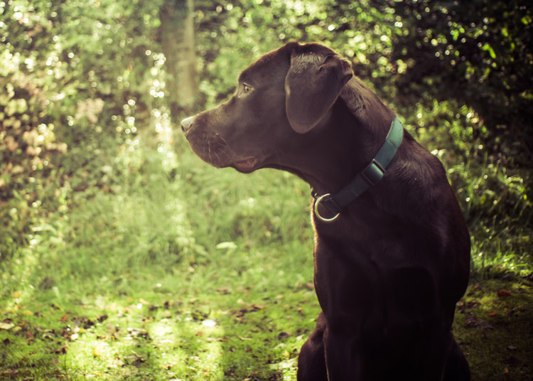 clinique-veterinaire-ambazac-87-cva-animaux-compagnie-animal-trouve