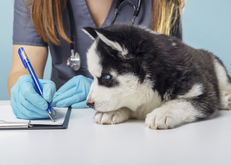 clinique-veterinaire-ambazac-87-cva-animaux-compagnie-consultation