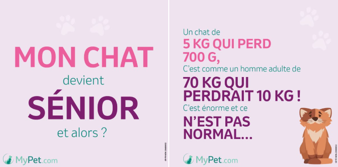 Bilan Sénior : surveillez le poids de votre chat !