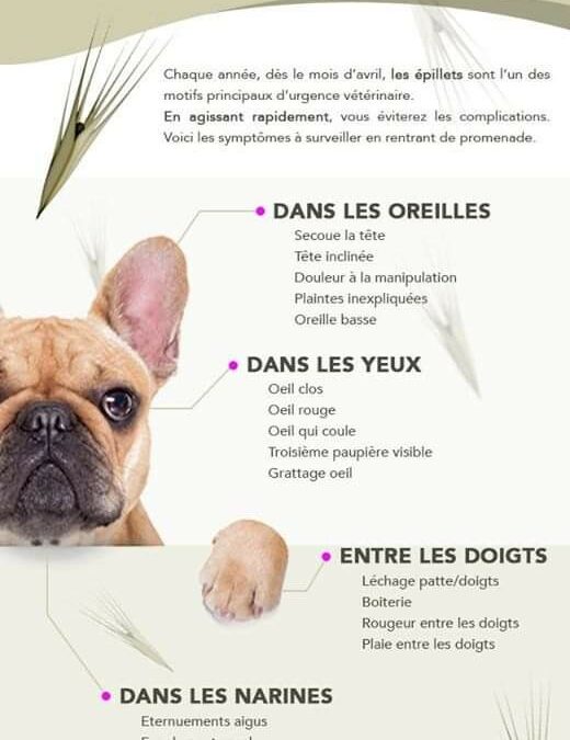 Attention aux épillets