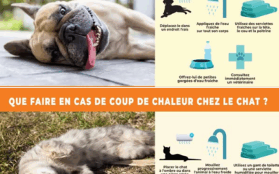 Attention aux coups de chaleur chez vos animaux !