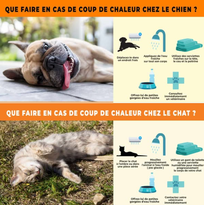 Attention aux coups de chaleur chez vos animaux !
