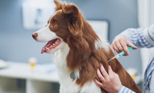 Protégez votre chien contre la toux de chenil !