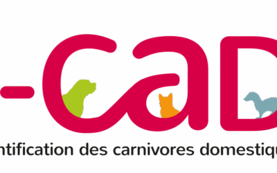 L’identification de votre animal : une obligation et un acte de protection