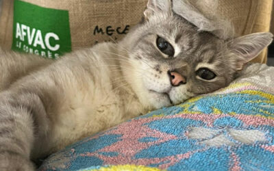 Tchélélé vous présente la journée mondiale des animaux