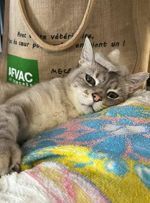 Tchélélé vous présente la journée mondiale des animaux